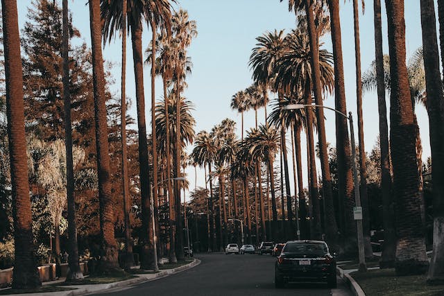 Tree-lined street with palm trees and fancy cars