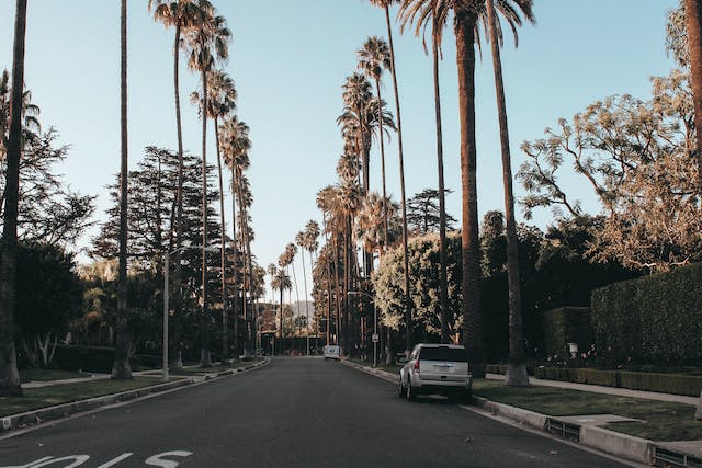 Street lined with palm trees